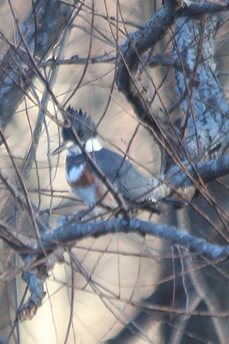 Belted Kingfisher - ML301015331