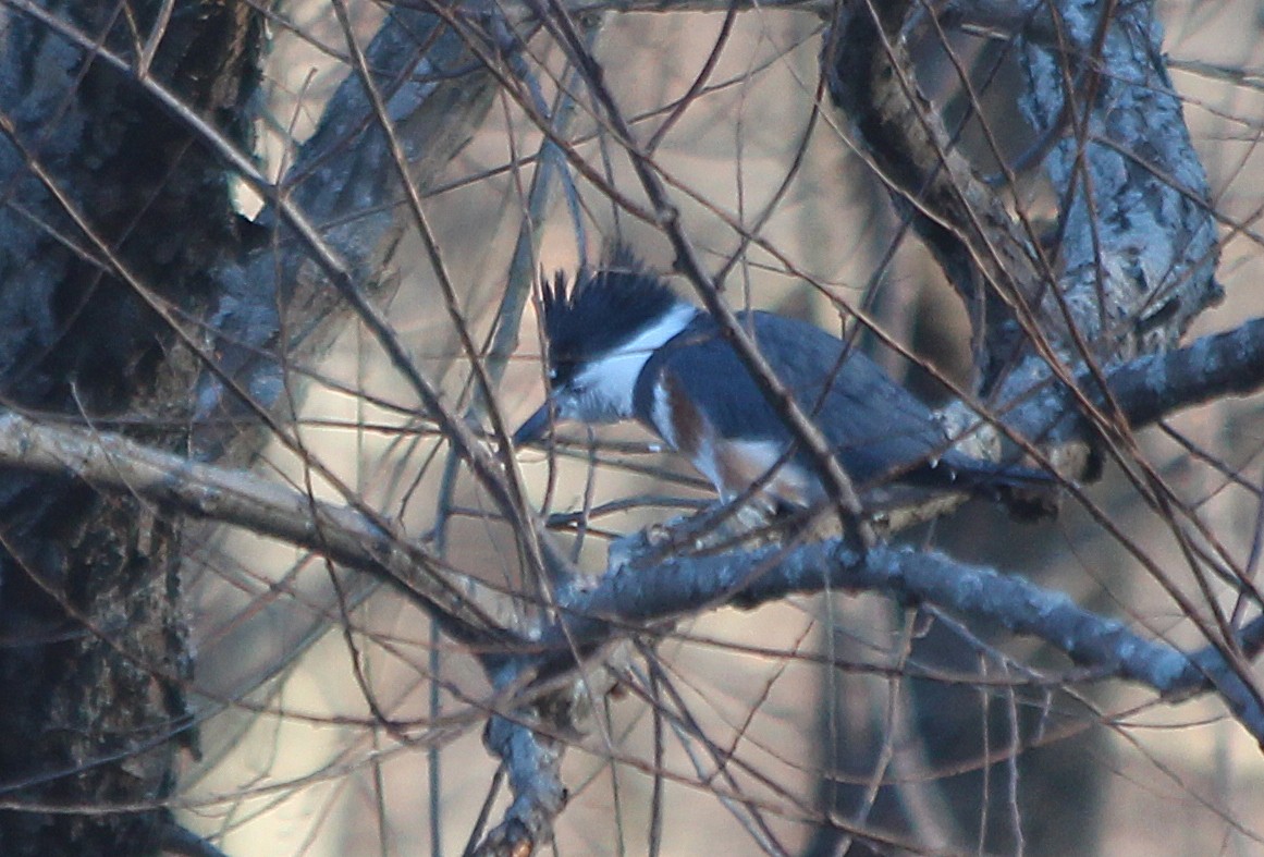 Belted Kingfisher - ML301015381