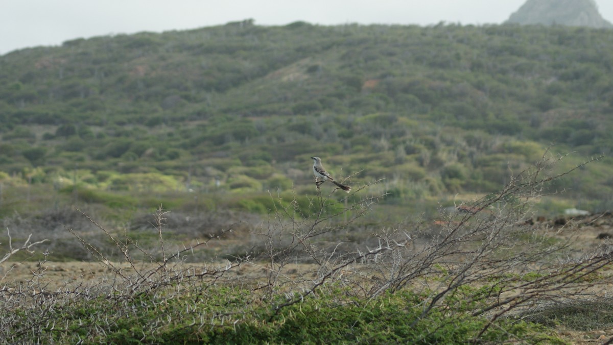 Tropical Mockingbird - ML30101541