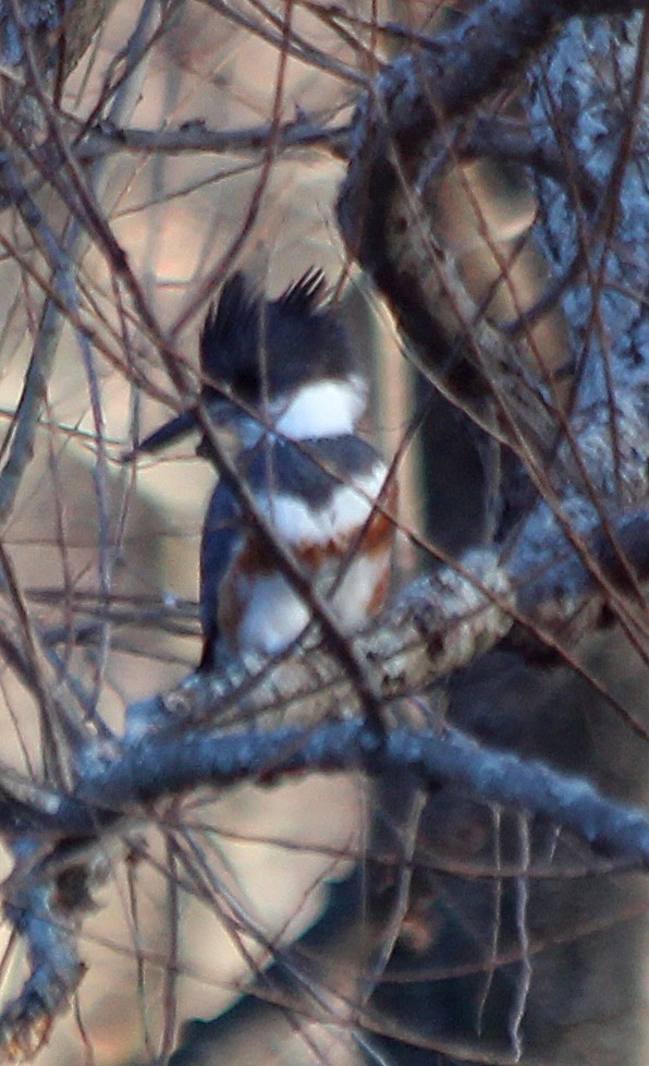 Belted Kingfisher - ML301015501
