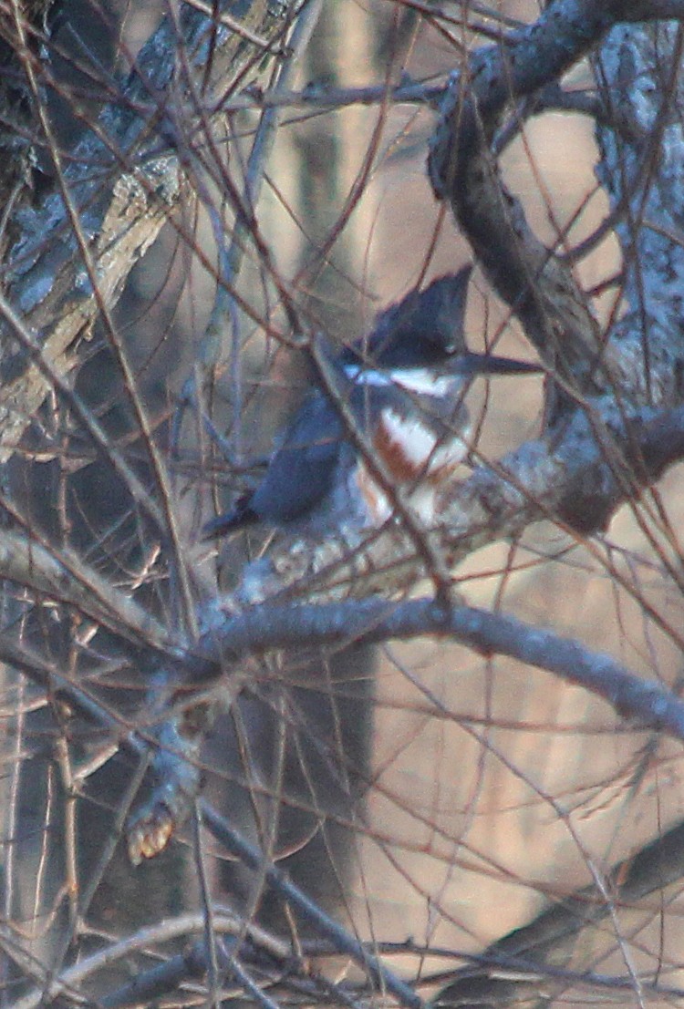 Belted Kingfisher - ML301015731