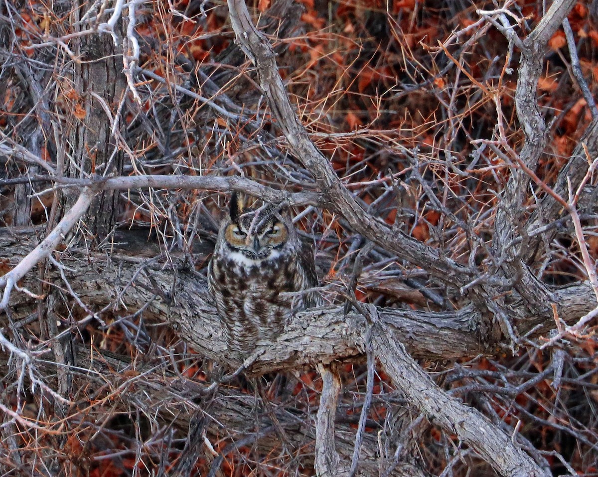 Great Horned Owl - ML301016371