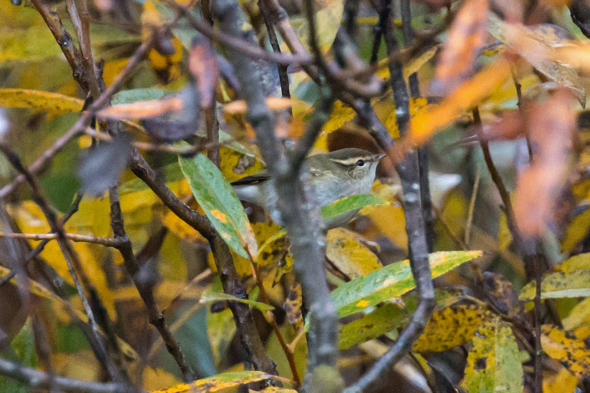 Yellow-browed Warbler - ML301017021