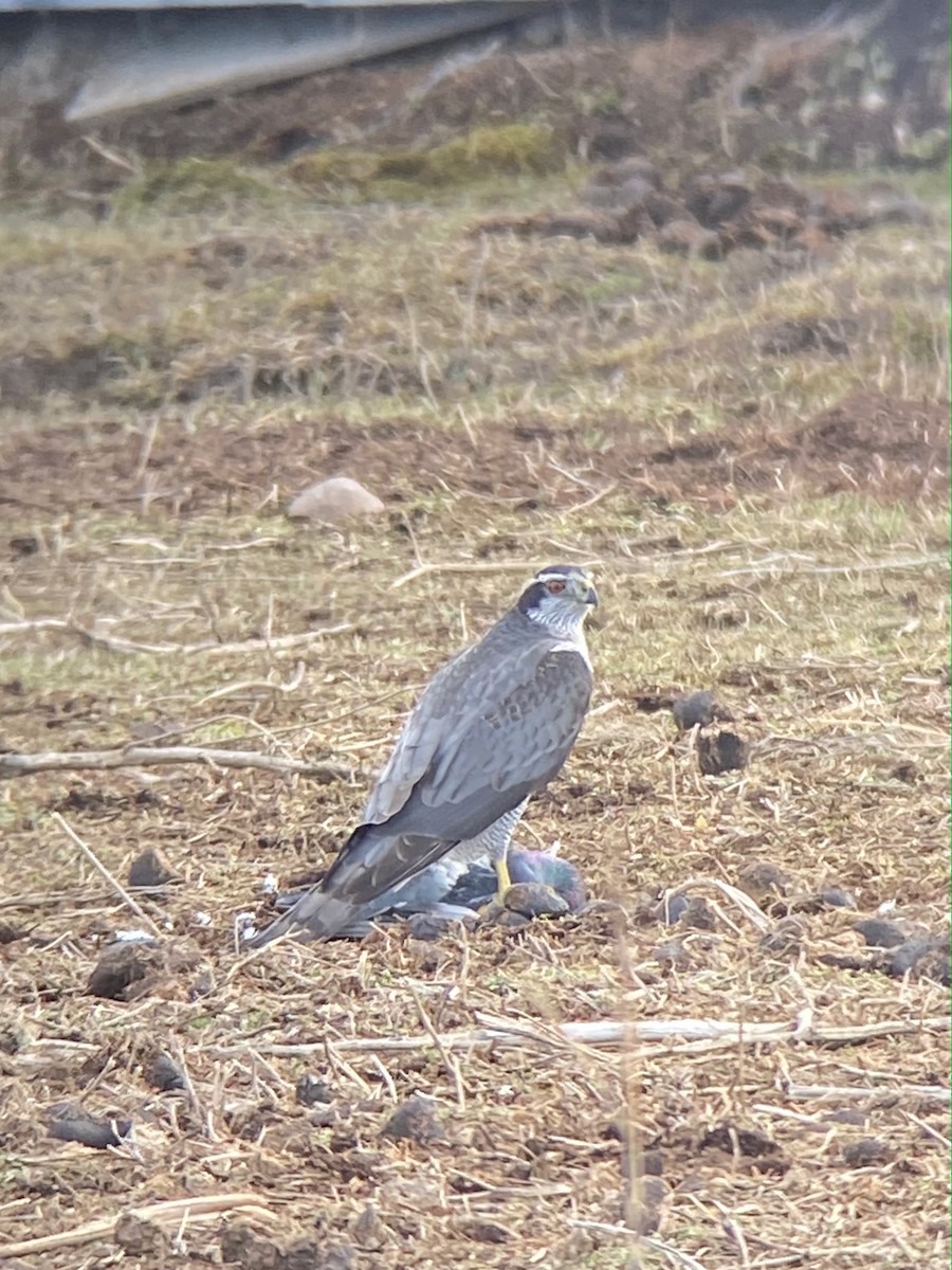 American Goshawk - ML301018031