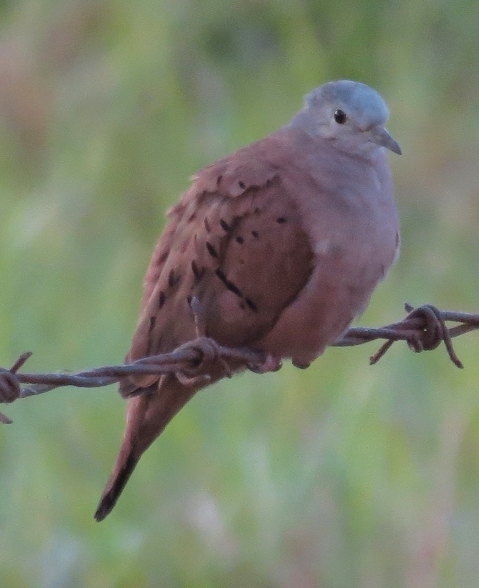 Ruddy Ground Dove - ML301019931