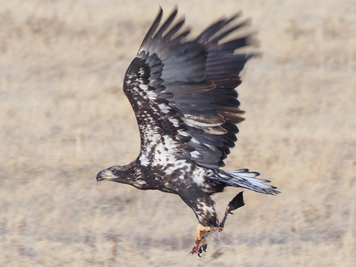 Bald Eagle - Leslie S