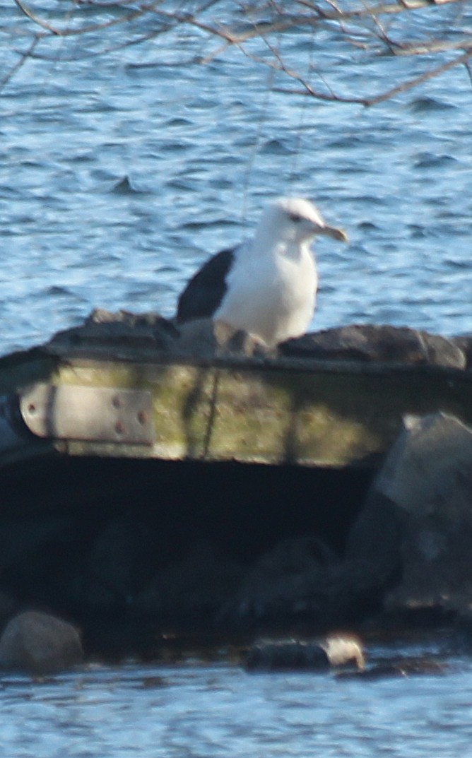 Great Black-backed Gull - ML301021841