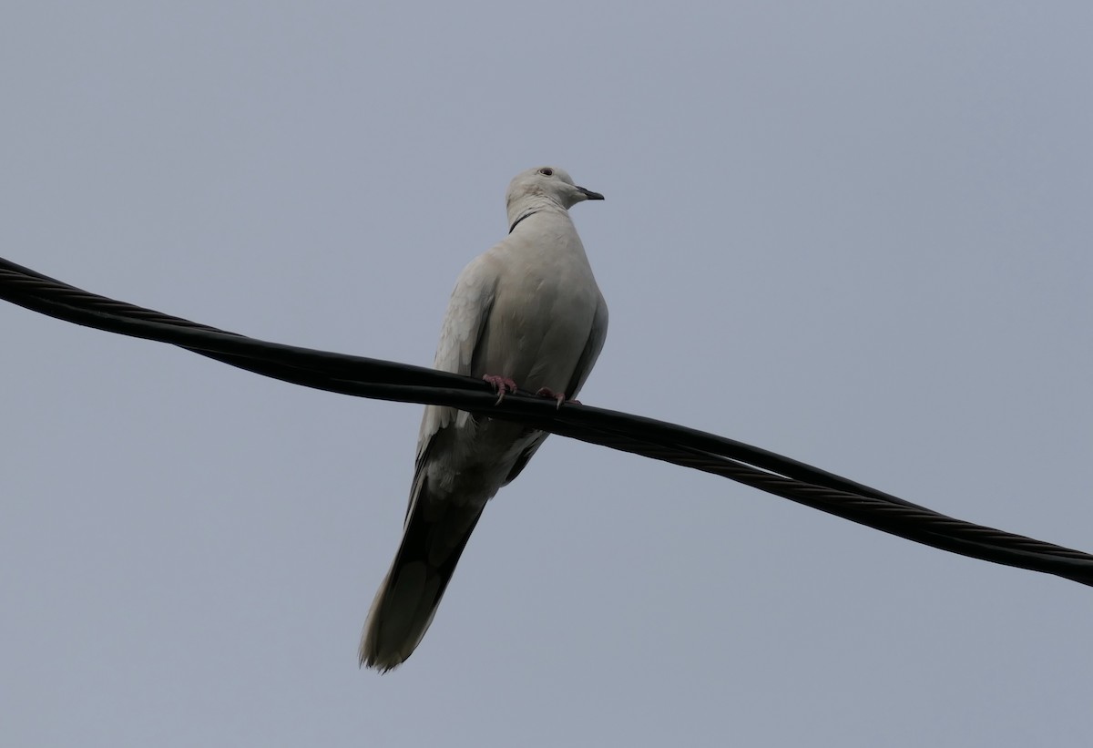 African Collared-Dove - ML301022451