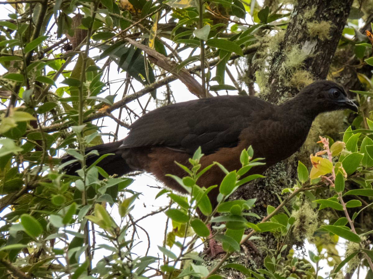 Sickle-winged Guan - ML301022781