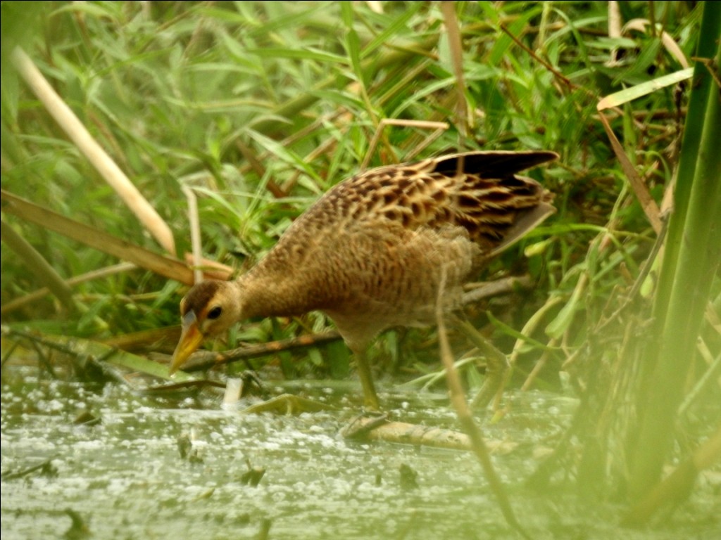 Watercock - ML30102281