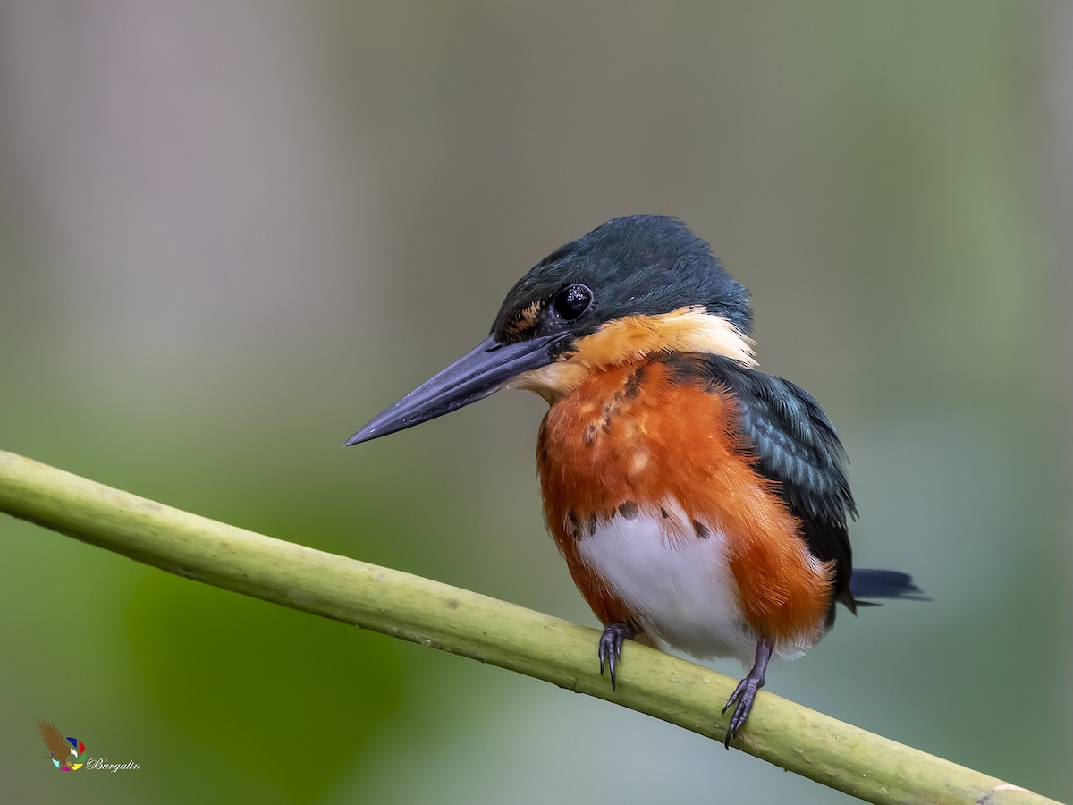 American Pygmy Kingfisher - ML301022901