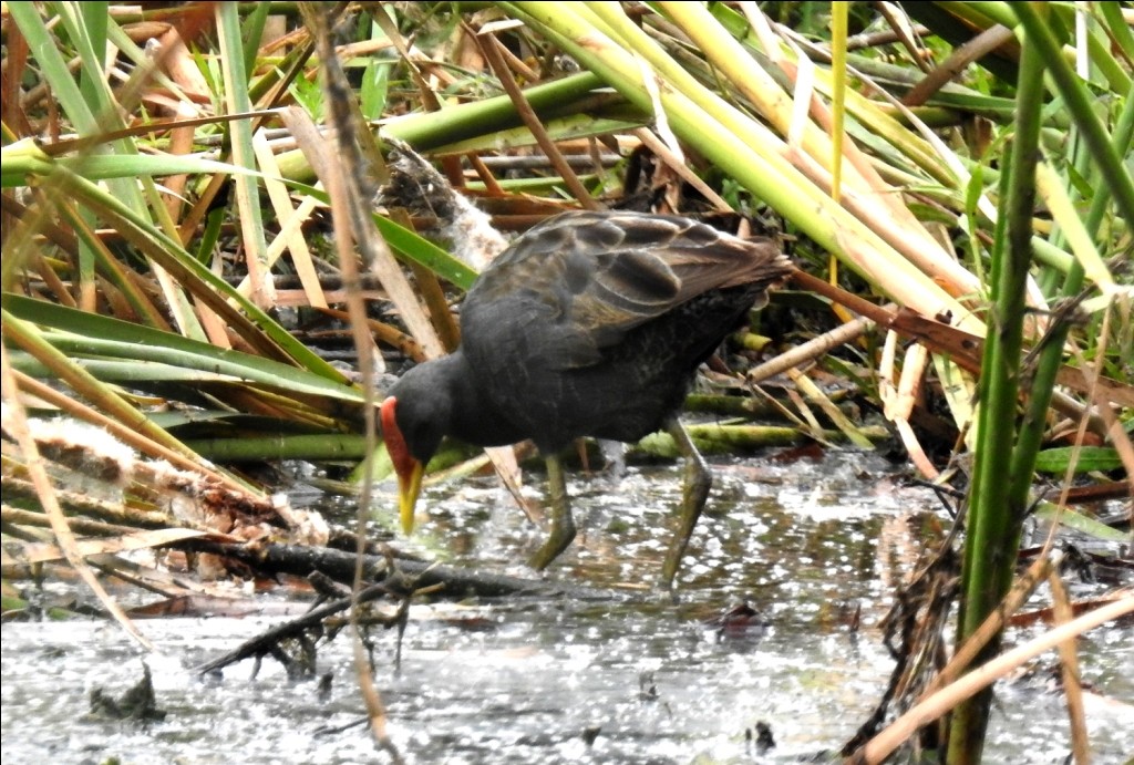 Watercock - ML30102291