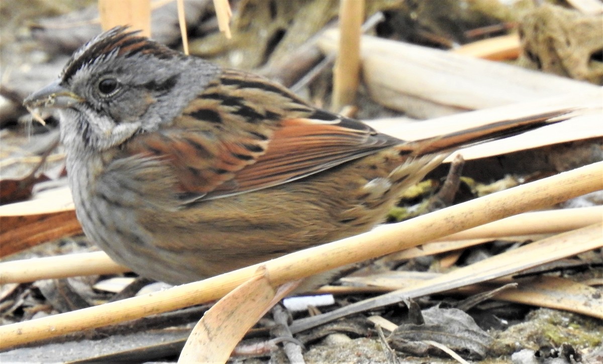 Swamp Sparrow - Lucio 'Luc' Fazio