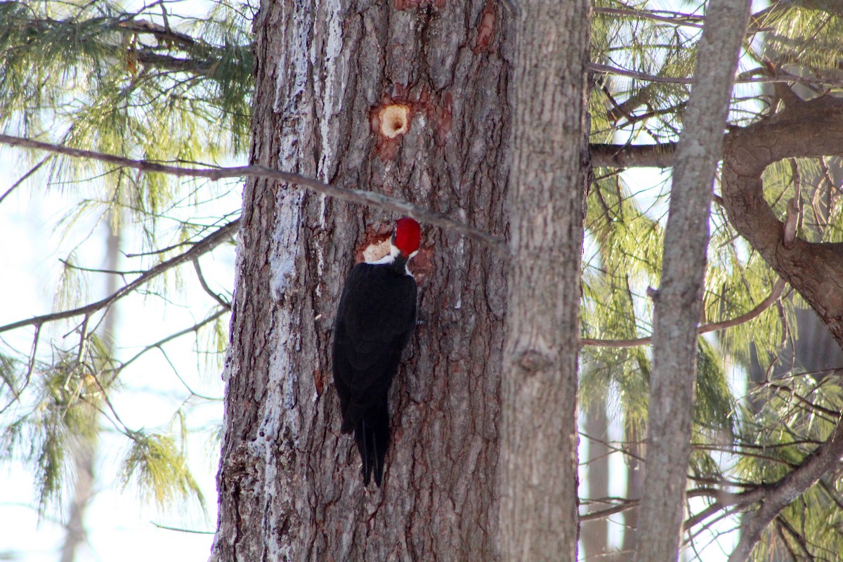 Pileated Woodpecker - ML301024981