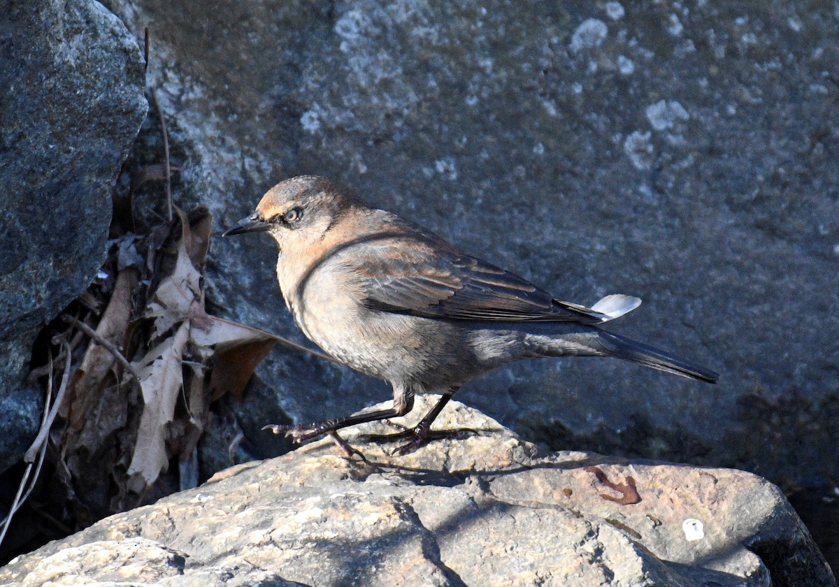 Rusty Blackbird - ML301025321