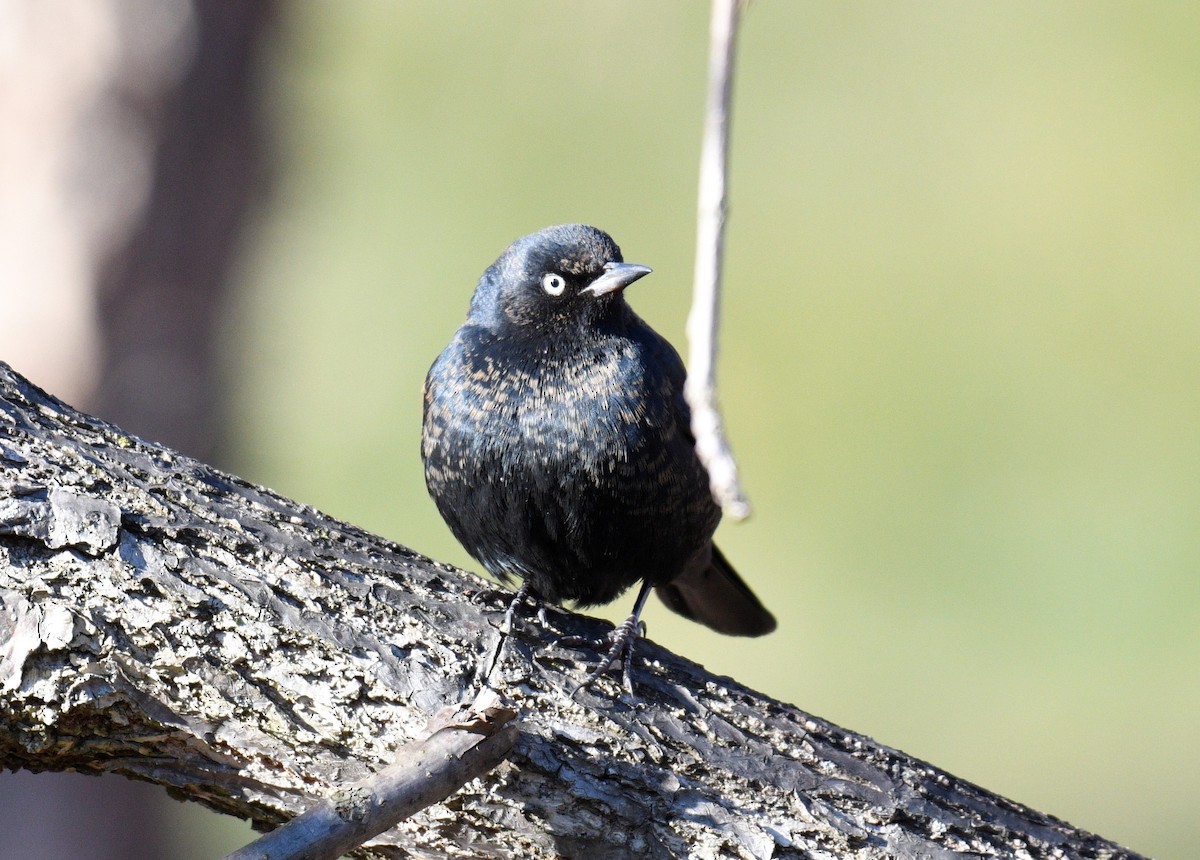 Rusty Blackbird - ML301025341