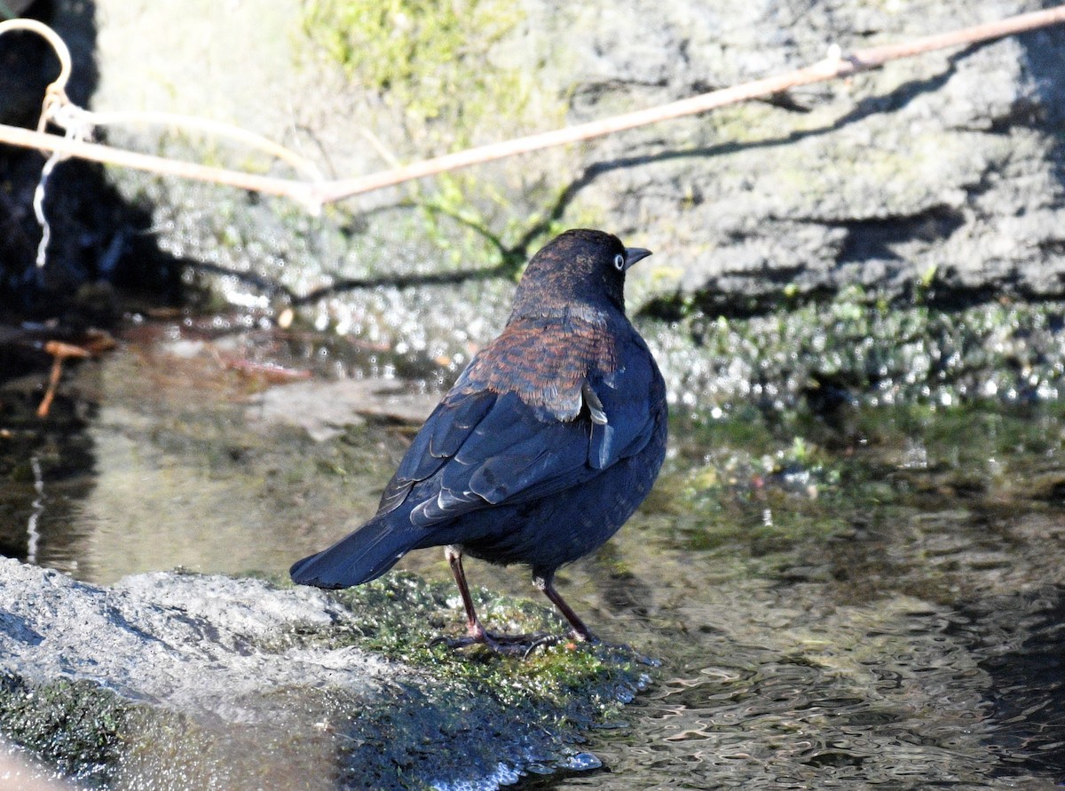 Rusty Blackbird - ML301025371