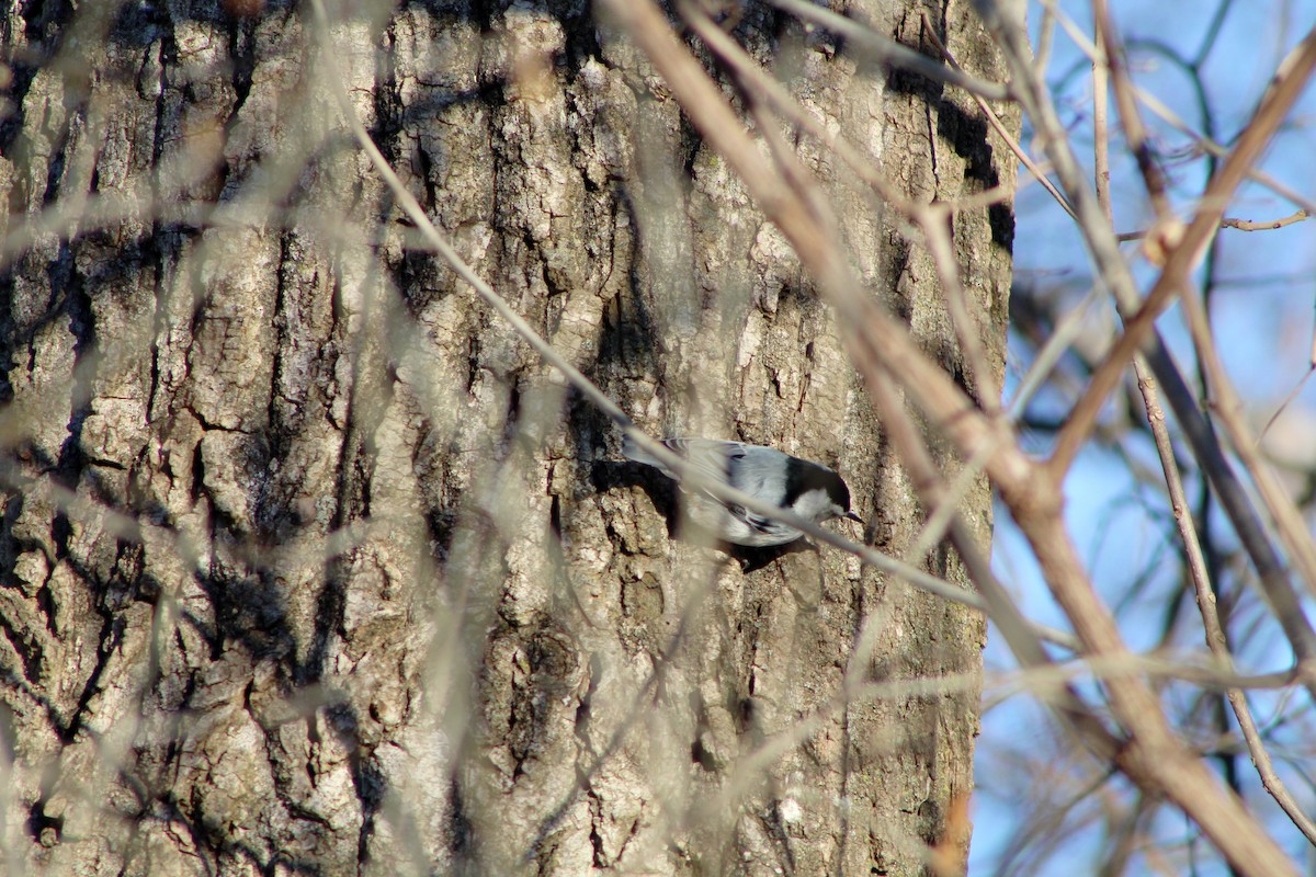 White-breasted Nuthatch - ML301025461