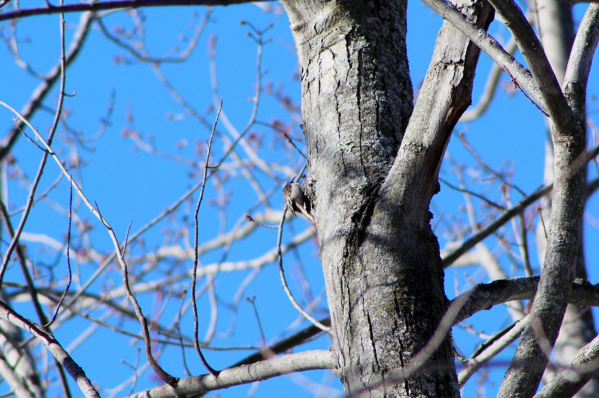 Brown Creeper - Jamie Griffiths