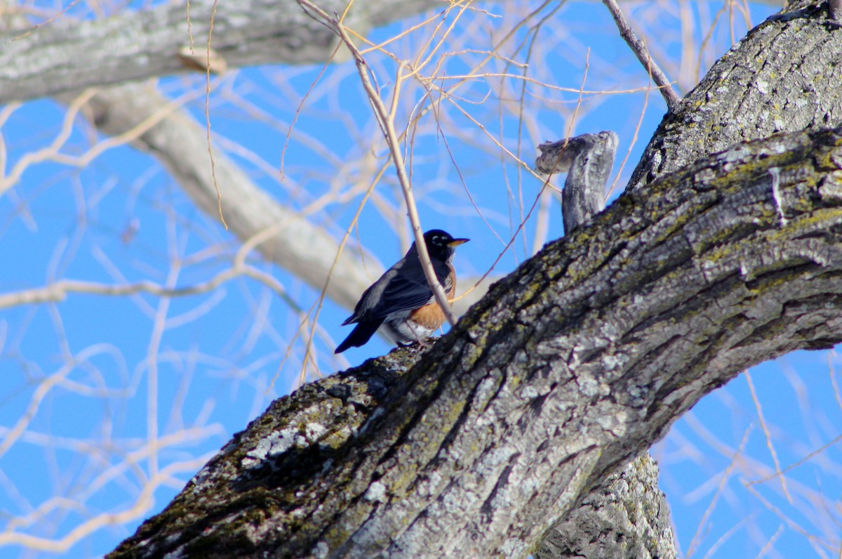 American Robin - ML301025531