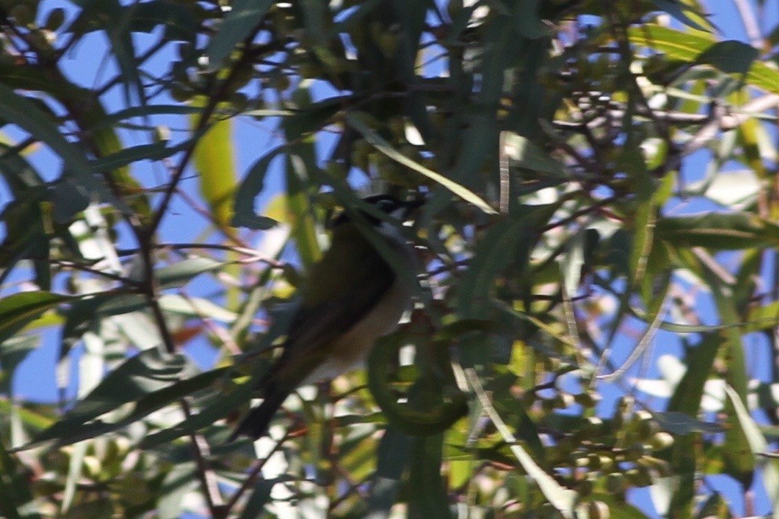 Black-chinned Honeyeater - ML30102571