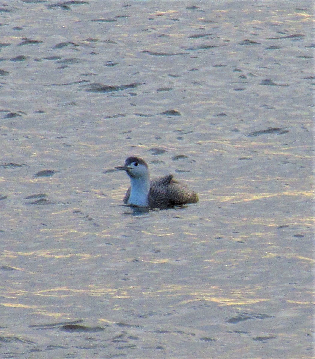 Red-throated Loon - ML301026501