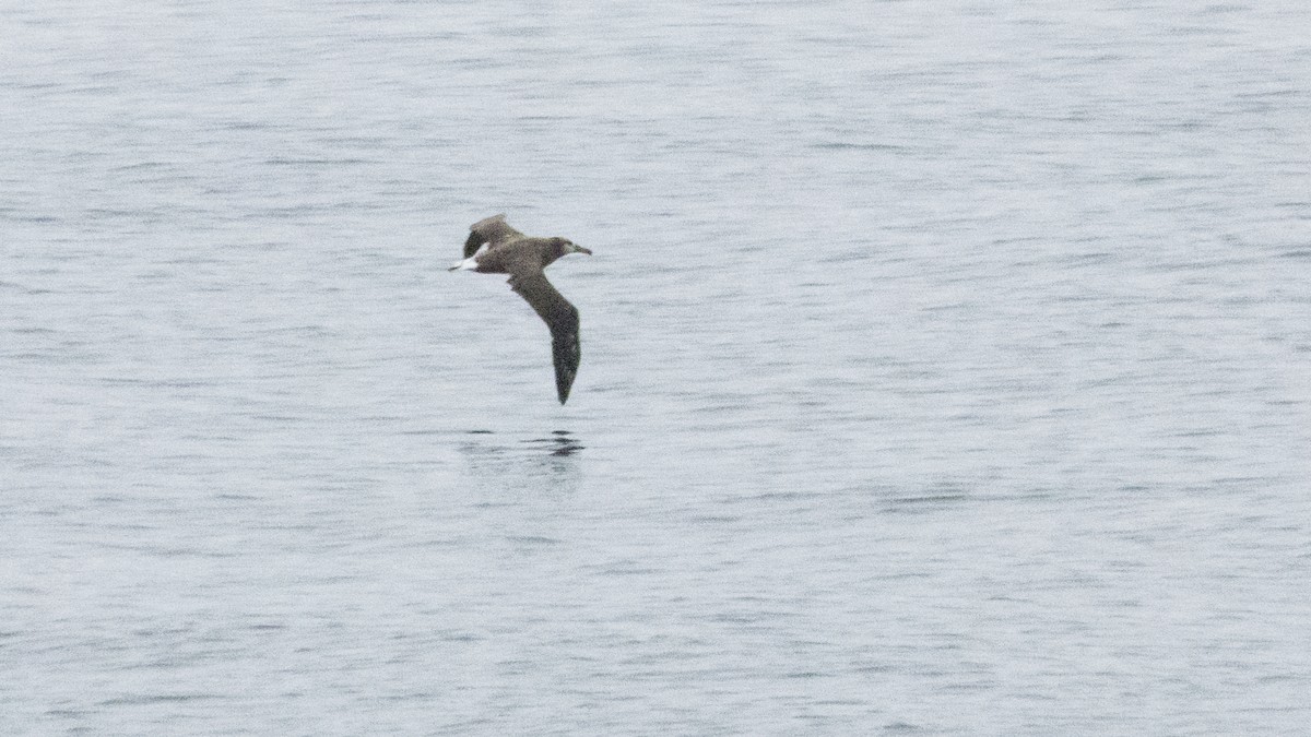 Albatros à pieds noirs - ML301028691