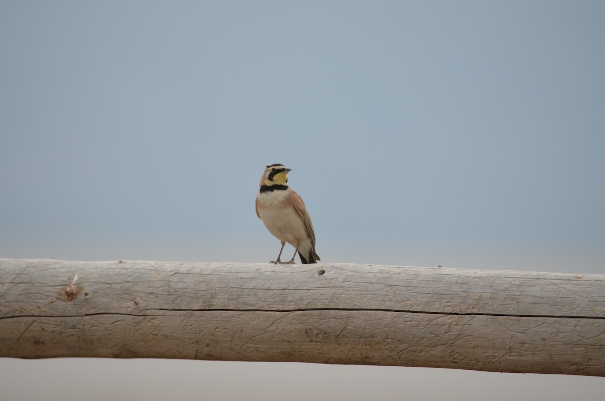 Horned Lark - ML30103011