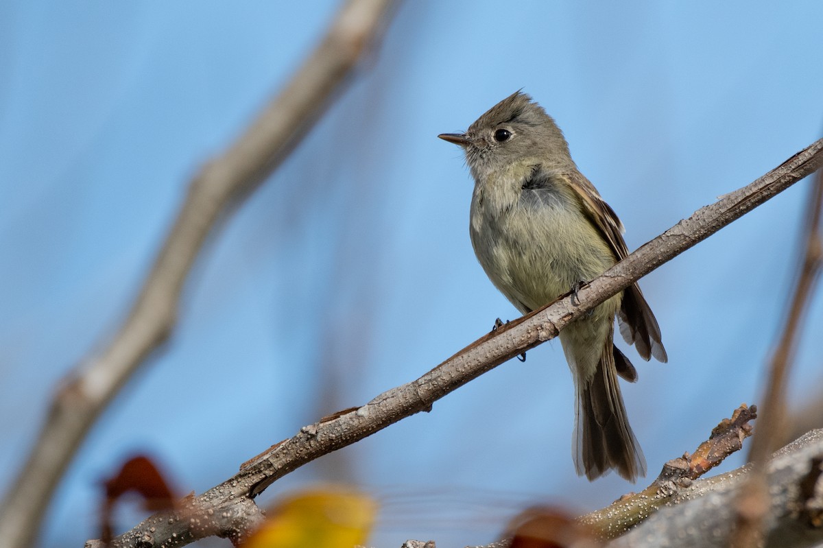 Hammond's Flycatcher - David Ornellas