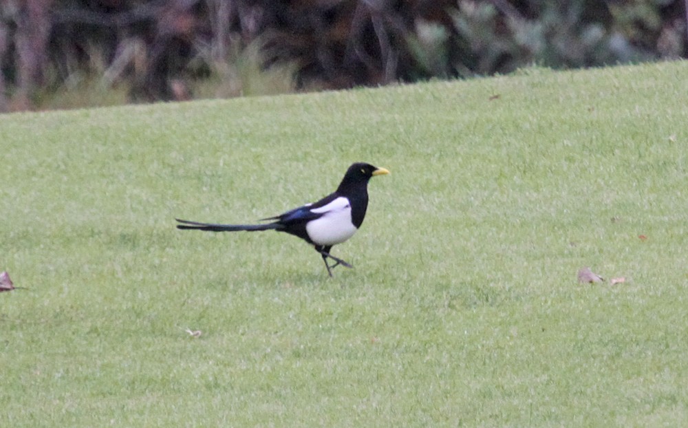 Yellow-billed Magpie - ML301031901