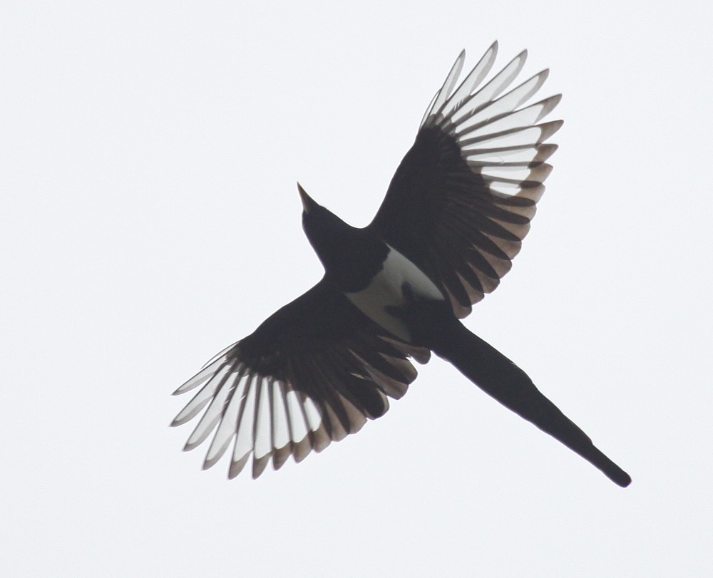 Yellow-billed Magpie - ML301031911