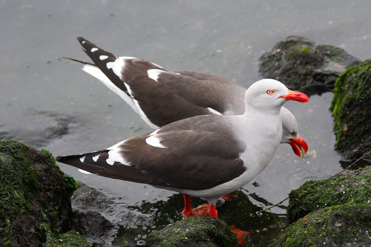 Dolphin Gull - Carlos  Pedro