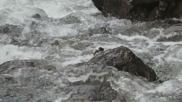 White-capped Dipper - ML301038281