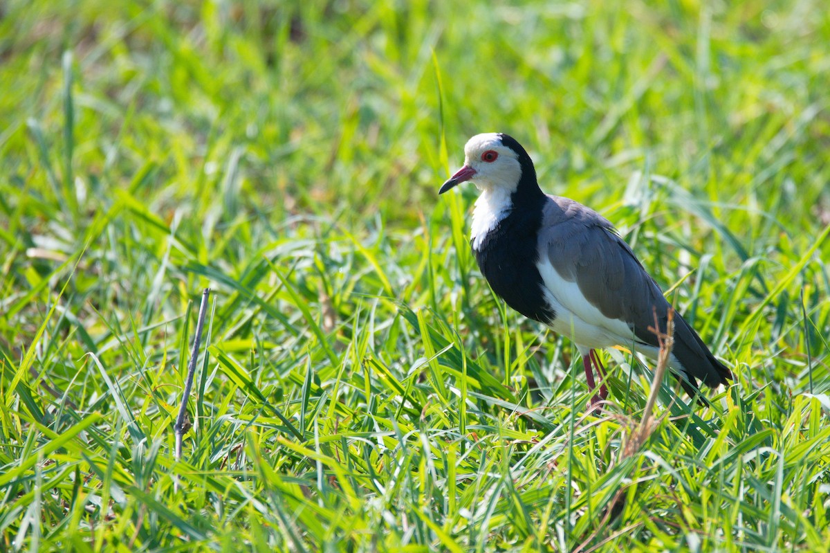 Long-toed Lapwing - Leslie Correia