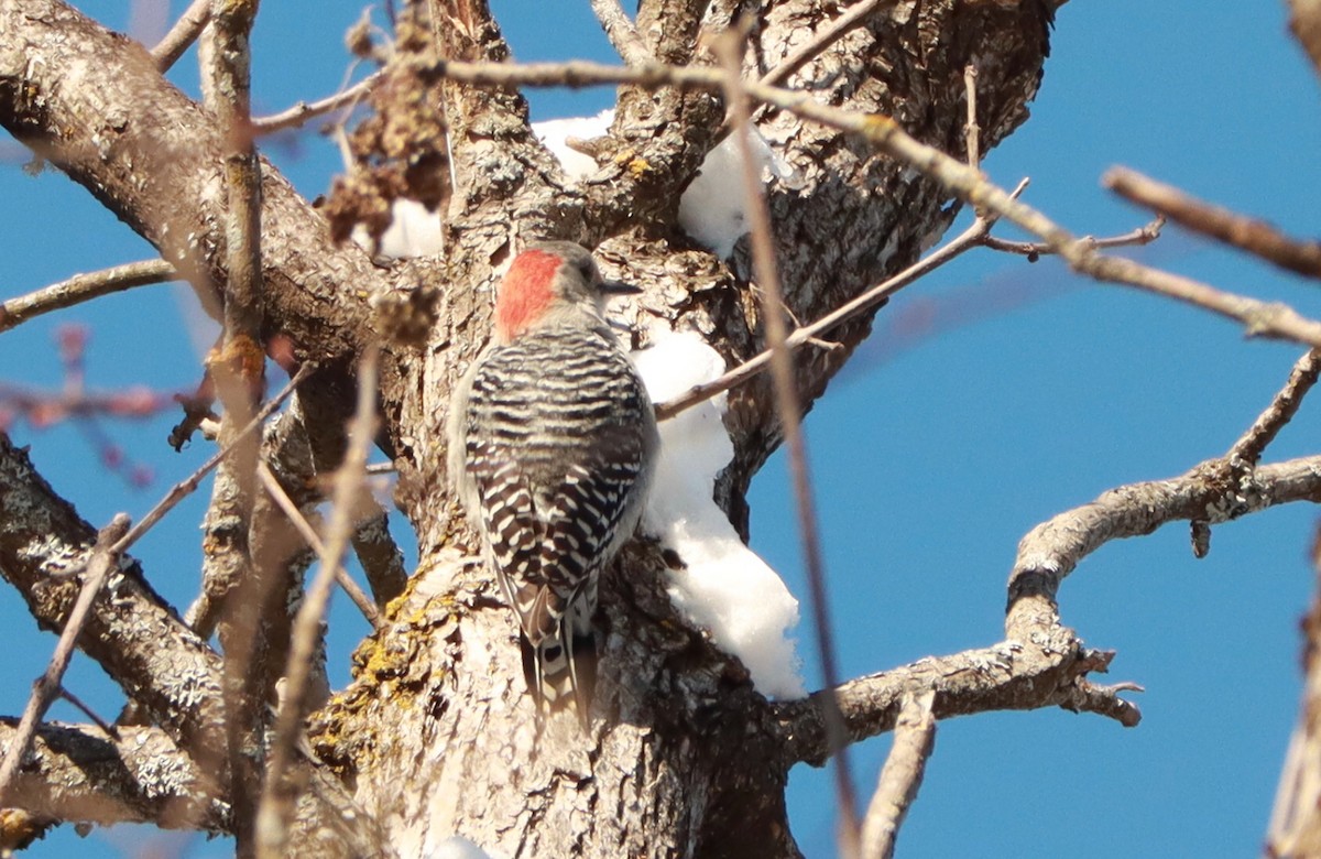 Red-bellied Woodpecker - ML301039001