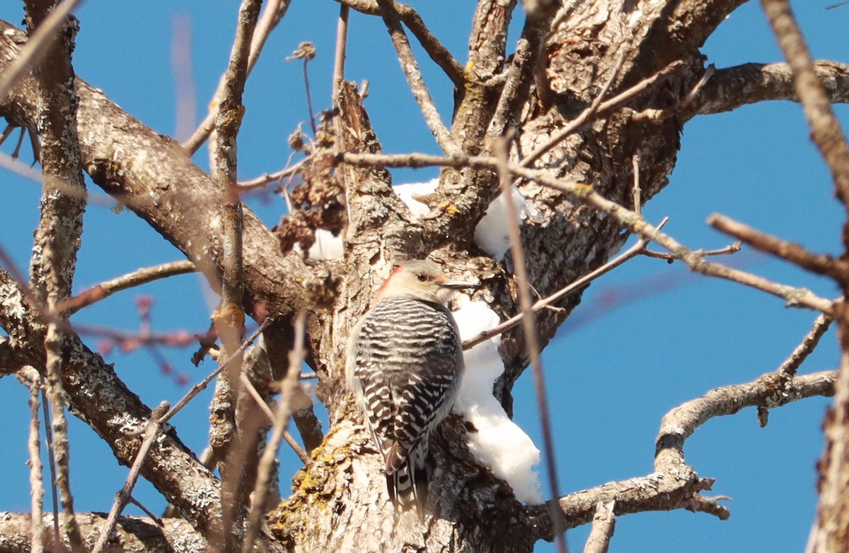 Red-bellied Woodpecker - ML301039011