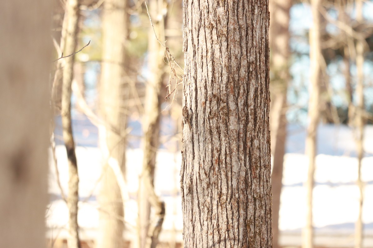 Brown Creeper - ML301039371