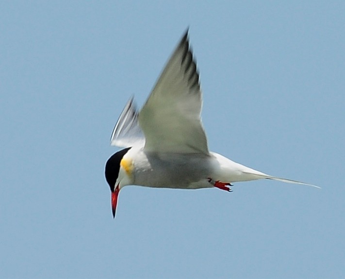 Common Tern - Kurt Hennige