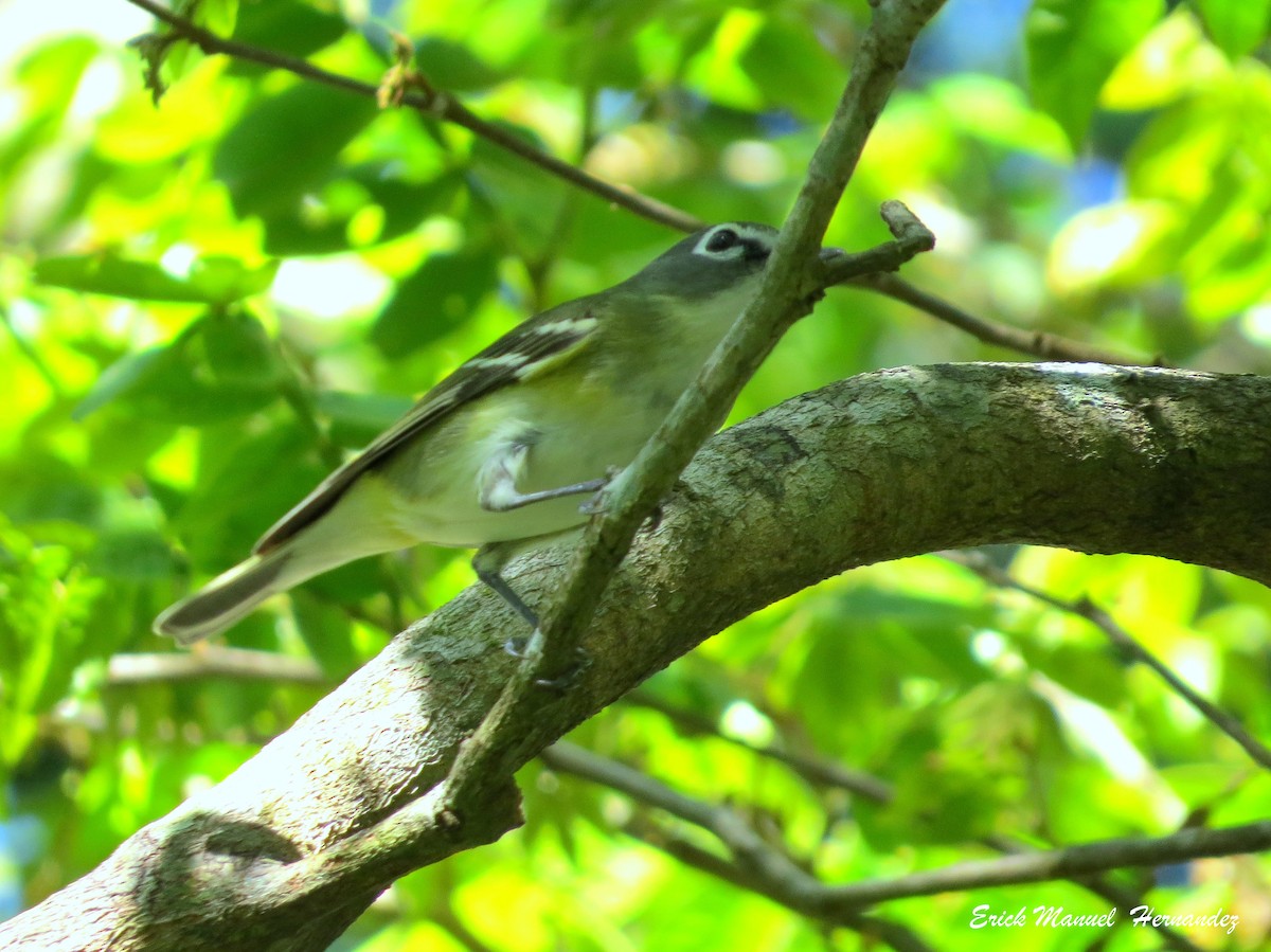 Mavi Başlı Vireo - ML301043081