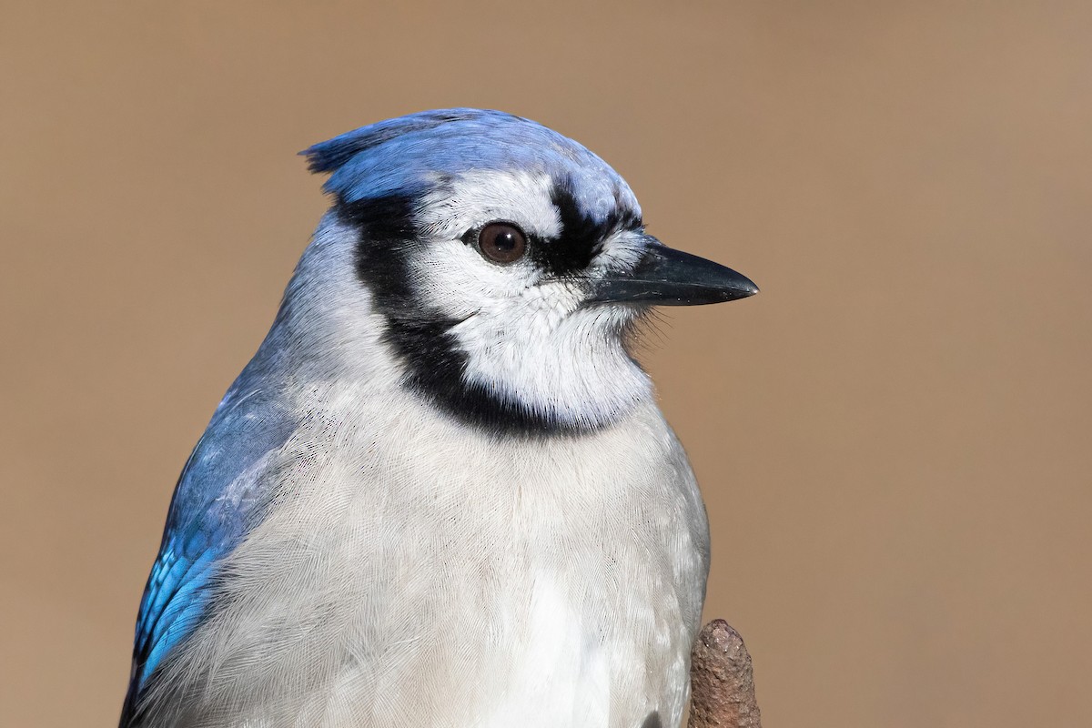 Blue Jay - ML301043511