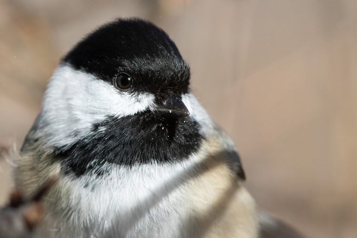 Black-capped Chickadee - ML301043671