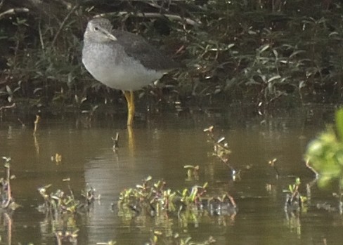 Lesser Yellowlegs - ML301044051