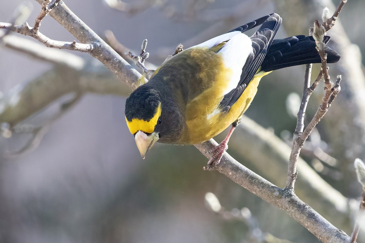 Evening Grosbeak (type 3) - Sam Zhang