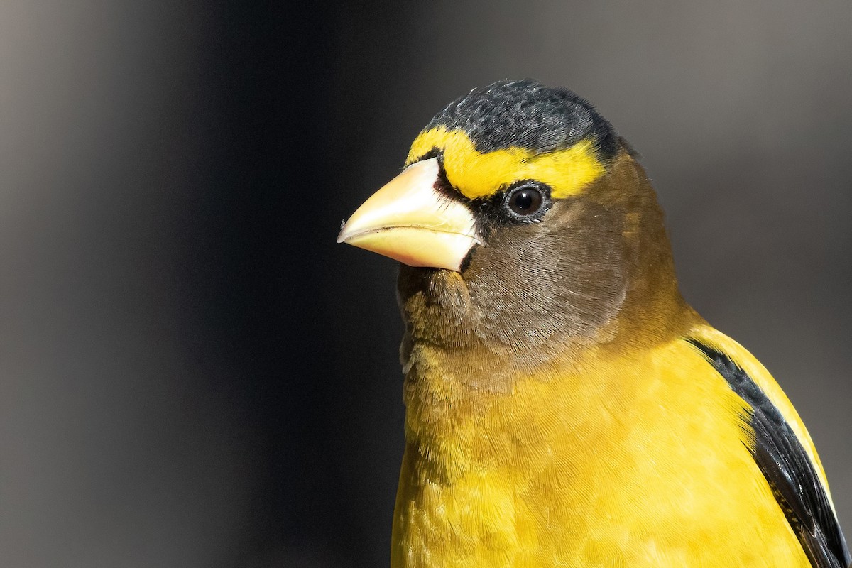 Evening Grosbeak (type 3) - ML301044291