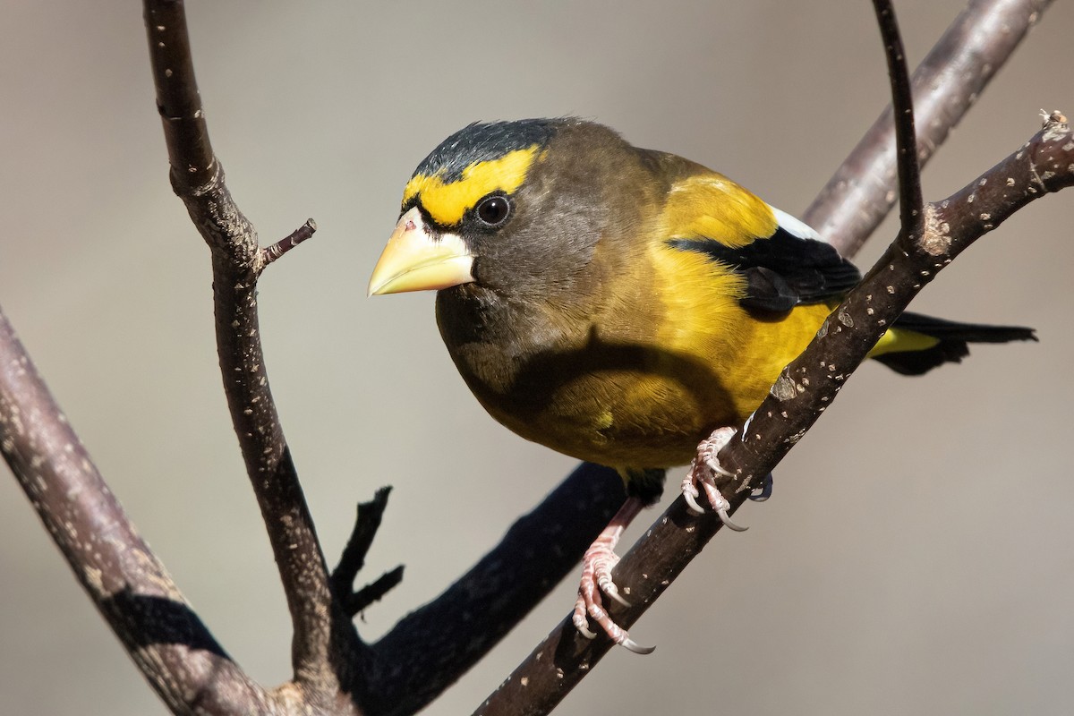 Evening Grosbeak (type 3) - ML301044331