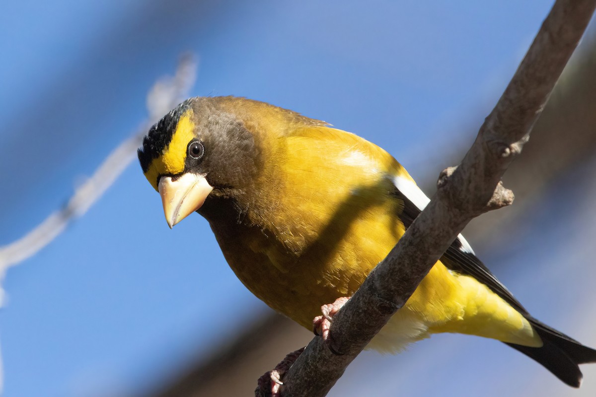 Evening Grosbeak (type 3) - ML301044501