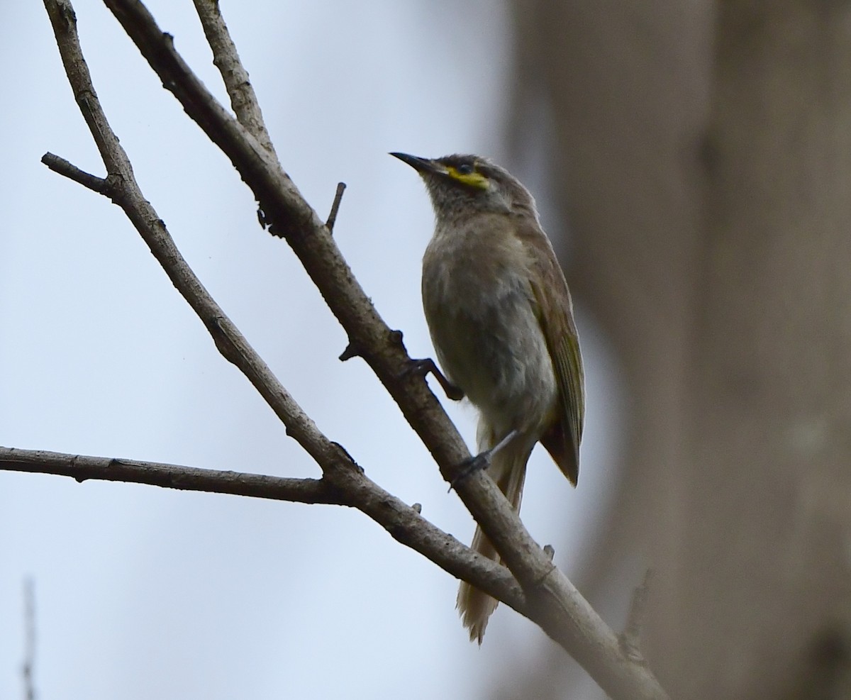 Yellow-faced Honeyeater - ML301046801