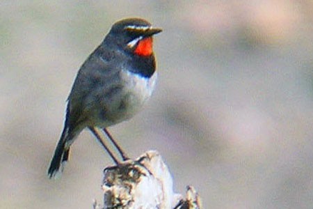 Chinese Rubythroat - ML301048911