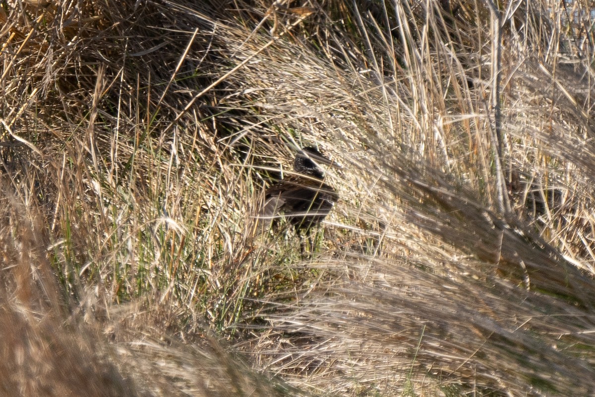 Spotted Rail - ML301049111