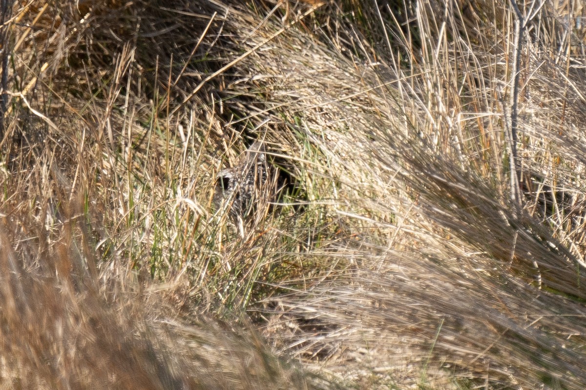 Spotted Rail - ML301049321